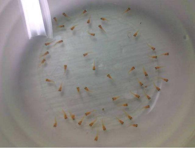 孔雀鱼繁殖捡漏技巧_孔雀鱼雌鱼挑选标准_孔雀鱼繁殖箱布置指南