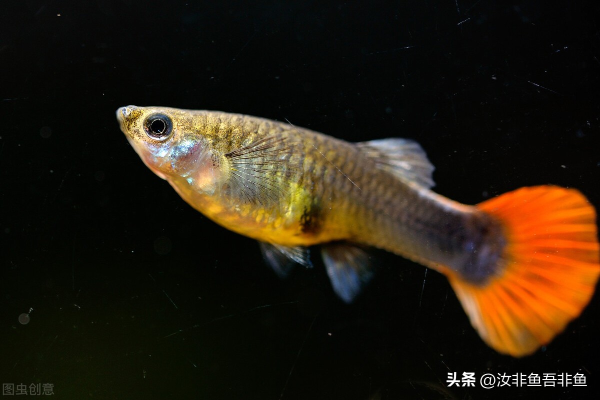 孔雀鱼繁殖生产小鱼过程详解及注意事项,如果难产了怎么办?-派特超人-宠物