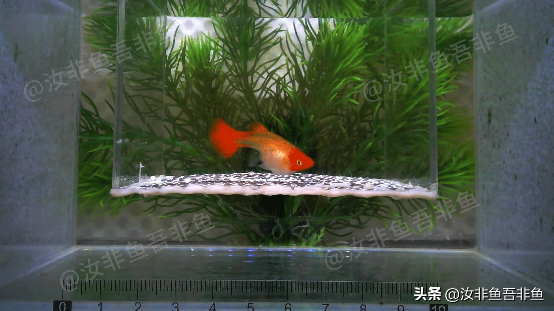 孔雀鱼生产前兆_孔雀鱼繁殖箱布置指南_孔雀鱼繁殖过程