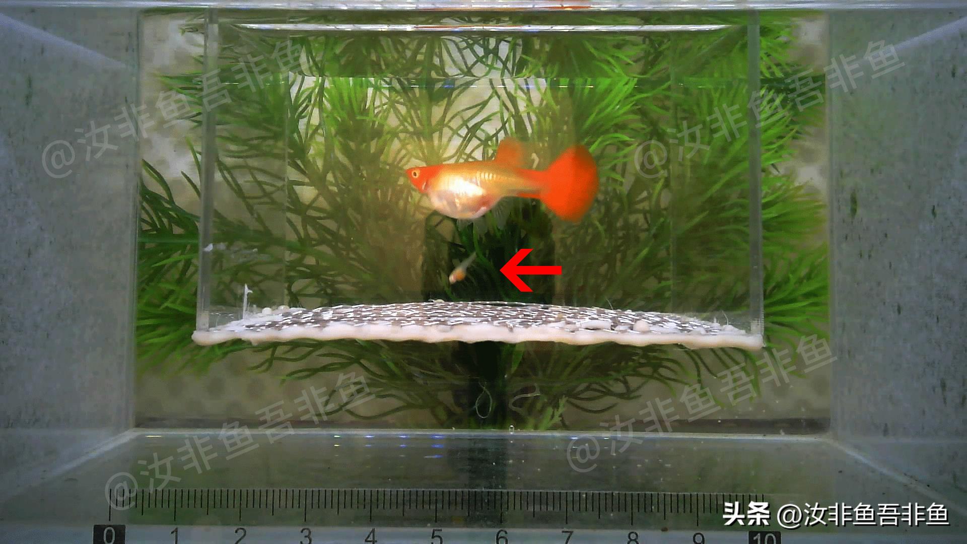 孔雀鱼繁殖过程_孔雀鱼繁殖箱布置指南_孔雀鱼生产前兆
