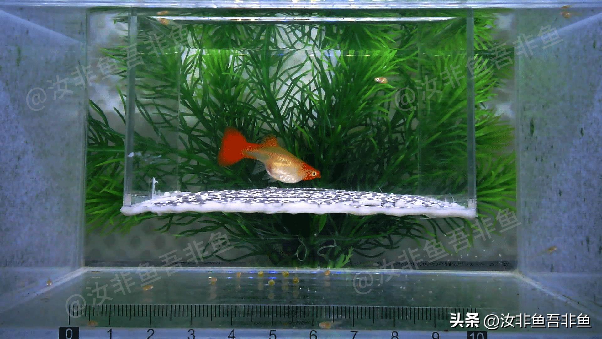 孔雀鱼生产前兆_孔雀鱼繁殖箱布置指南_孔雀鱼繁殖过程