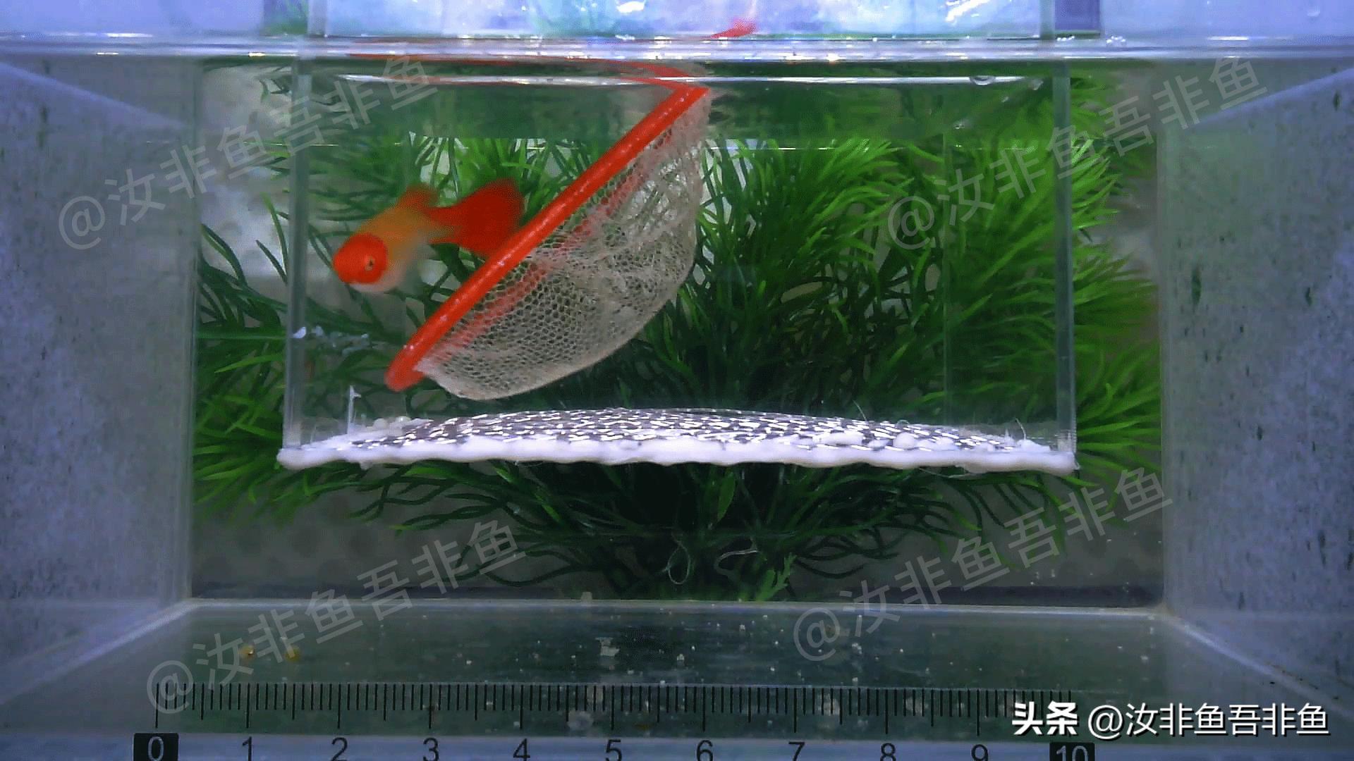 孔雀鱼繁殖过程_孔雀鱼繁殖箱布置指南_孔雀鱼生产前兆