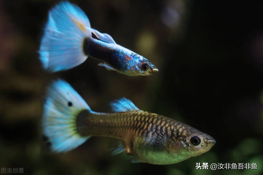 孔雀鱼繁殖箱布置指南_孔雀鱼繁殖过程_孔雀鱼生产前兆