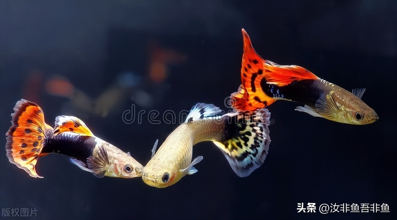 孔雀鱼繁殖过程_孔雀鱼生产前兆_孔雀鱼繁殖箱布置指南