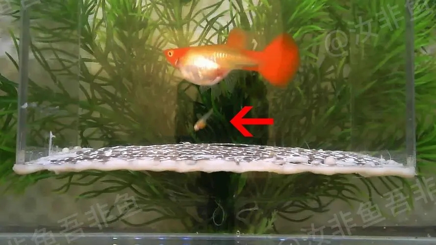 母孔雀鱼生产后注意事项_孔雀鱼繁殖箱布置指南_孔雀鱼生产后照顾方法