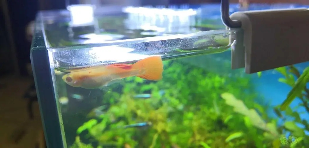 孔雀鱼生产后照顾方法_孔雀鱼繁殖箱布置指南_母孔雀鱼生产后注意事项