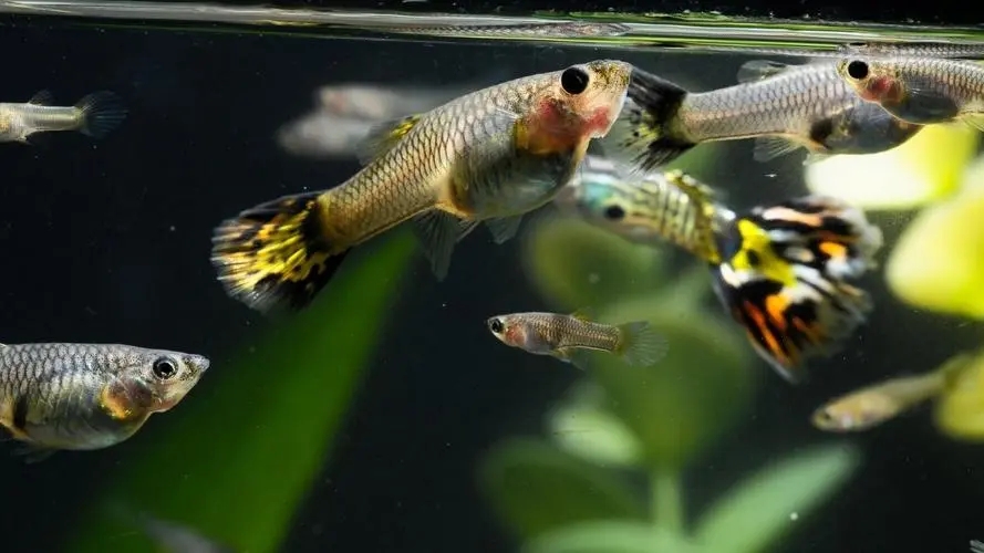 孔雀鱼生产后照顾方法_孔雀鱼繁殖箱布置指南_母孔雀鱼生产后注意事项