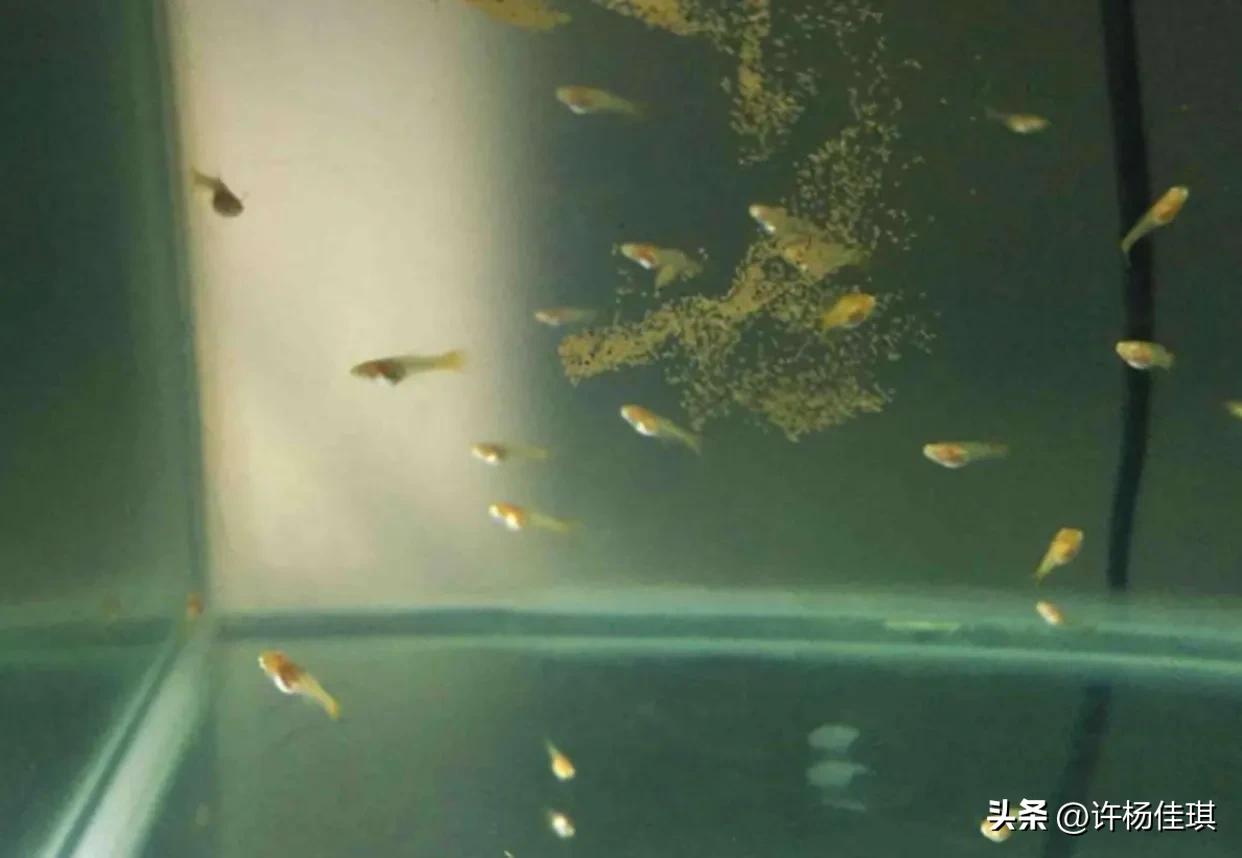 孔雀鱼繁殖注意事项_孔雀鱼繁殖箱布置指南_孔雀鱼苗养殖方法