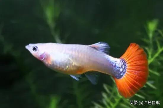 孔雀鱼繁殖箱布置指南_孔雀鱼繁殖注意事项_孔雀鱼苗养殖方法