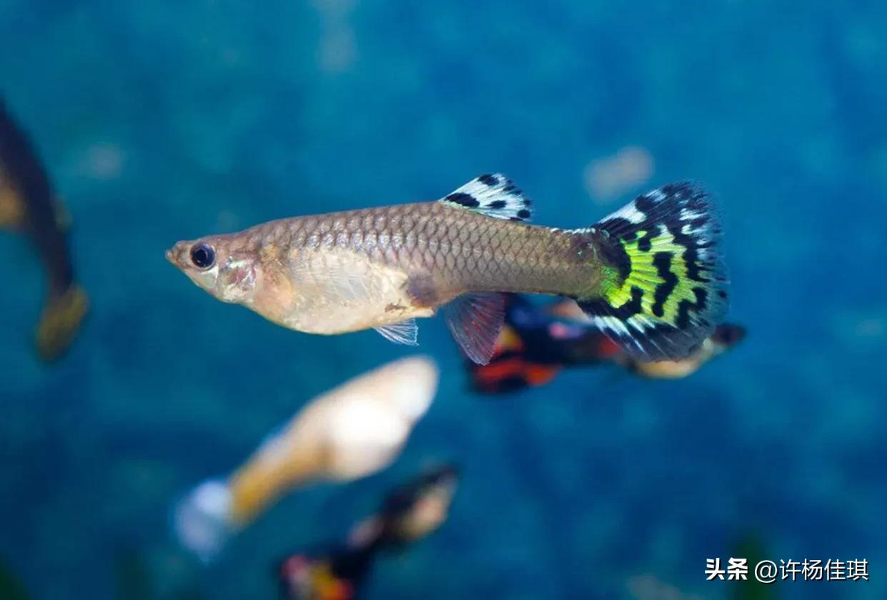 孔雀鱼苗养殖方法_孔雀鱼繁殖注意事项_孔雀鱼繁殖箱布置指南