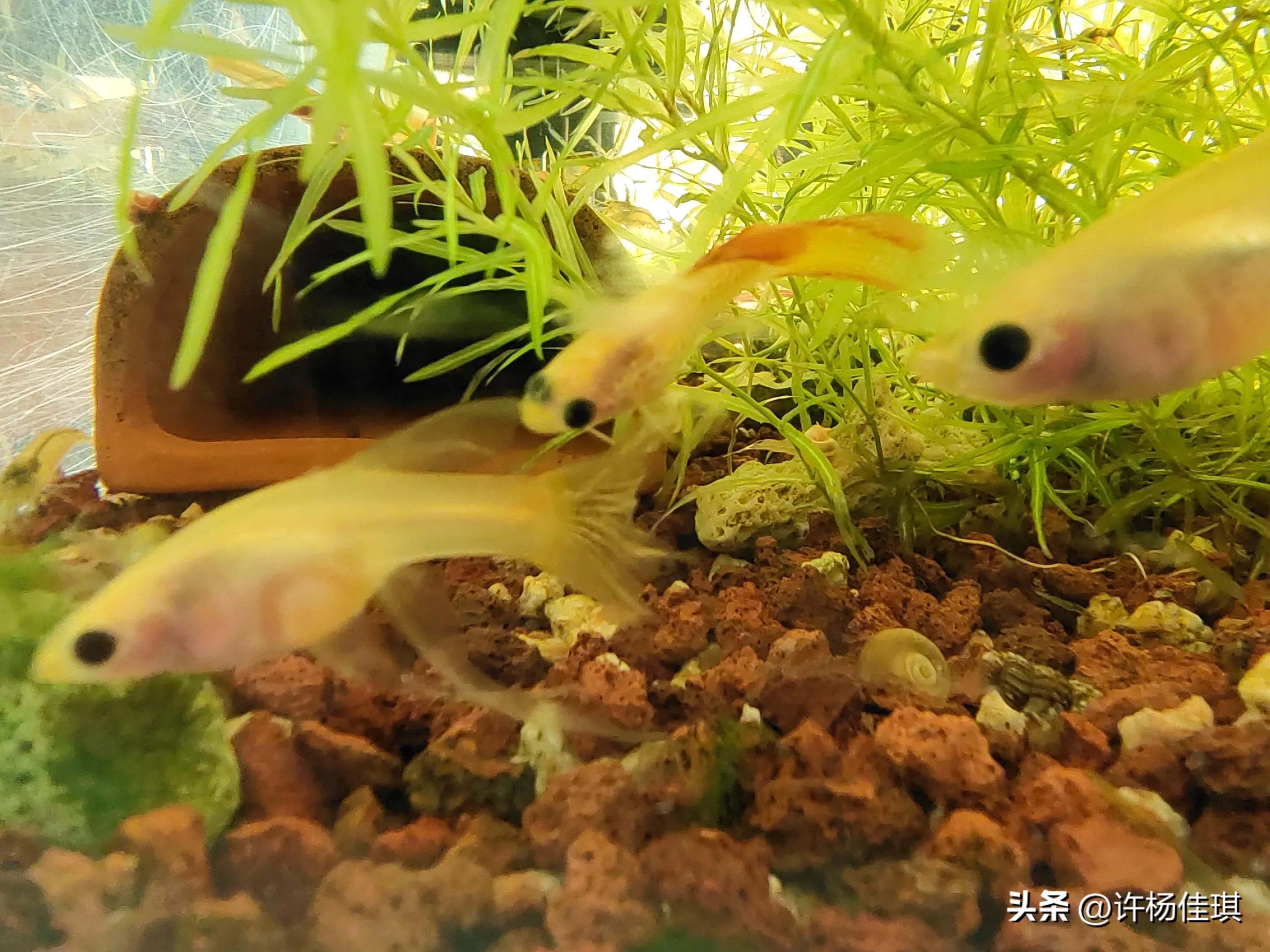 孔雀鱼繁殖注意事项_孔雀鱼苗养殖方法_孔雀鱼繁殖箱布置指南