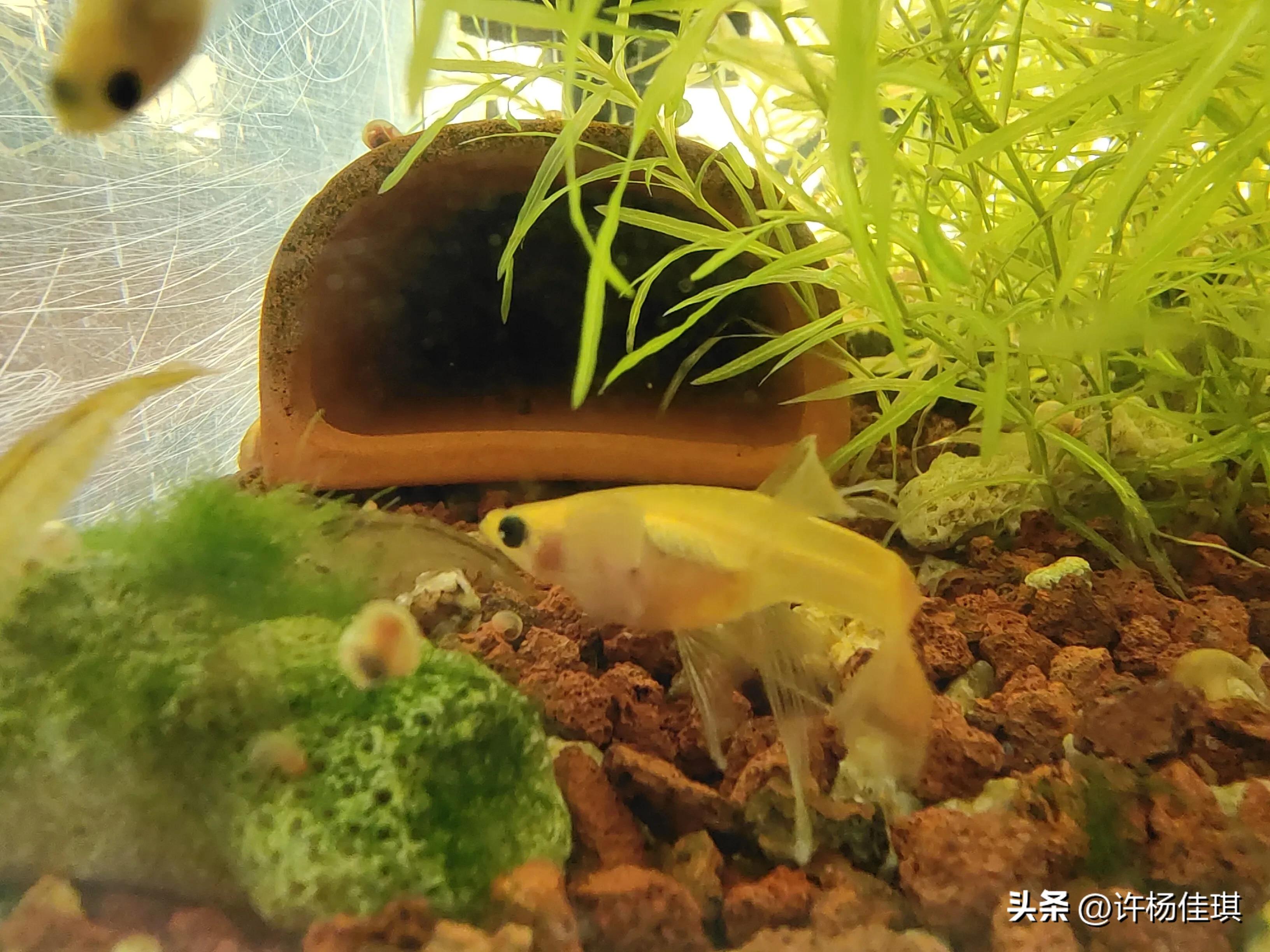 孔雀鱼苗养殖方法_孔雀鱼繁殖注意事项_孔雀鱼繁殖箱布置指南