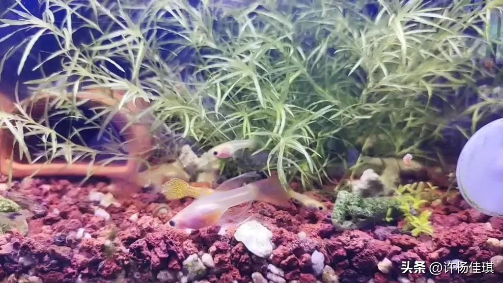 孔雀鱼繁殖注意事项_孔雀鱼苗养殖方法_孔雀鱼繁殖箱布置指南