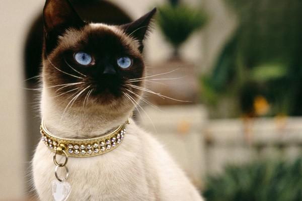 猫角膜溃疡怎么治疗-派特超人-宠物