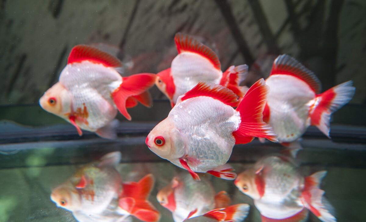 养金鱼如何换水？天天换水能行么？本篇提供金鱼换水方法-派特超人-宠物