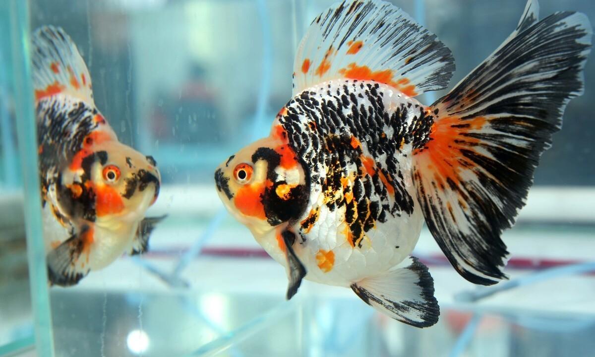 如何正确换水让金鱼健康生长_金鱼换水方法_金鱼天天换水好处