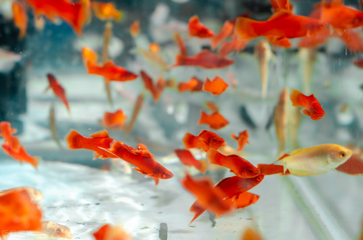 手把手教你养鱼如何换水及注意事项-派特超人-宠物