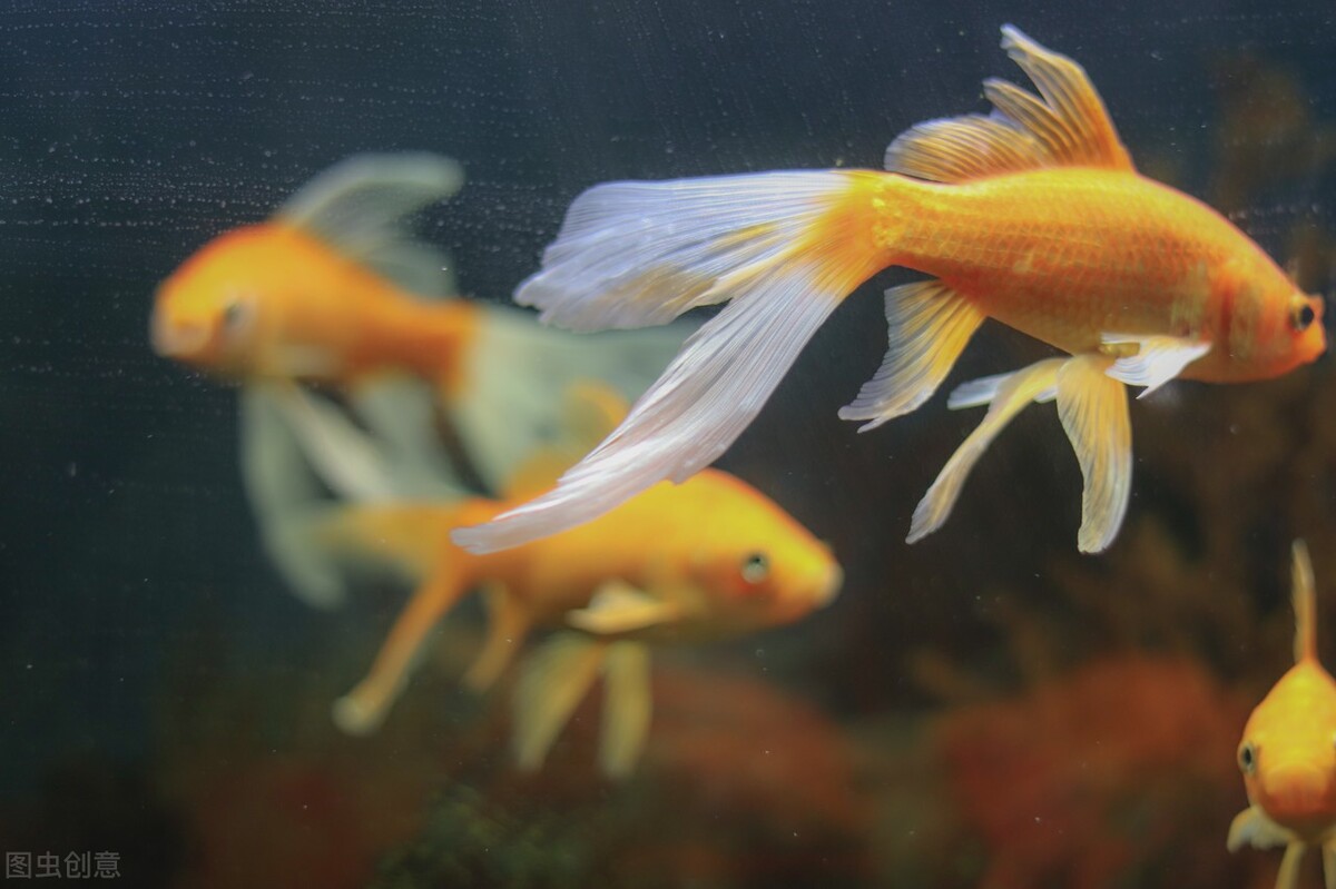如何正确换水让金鱼健康生长_观赏鱼换水方法_滴流换水技巧