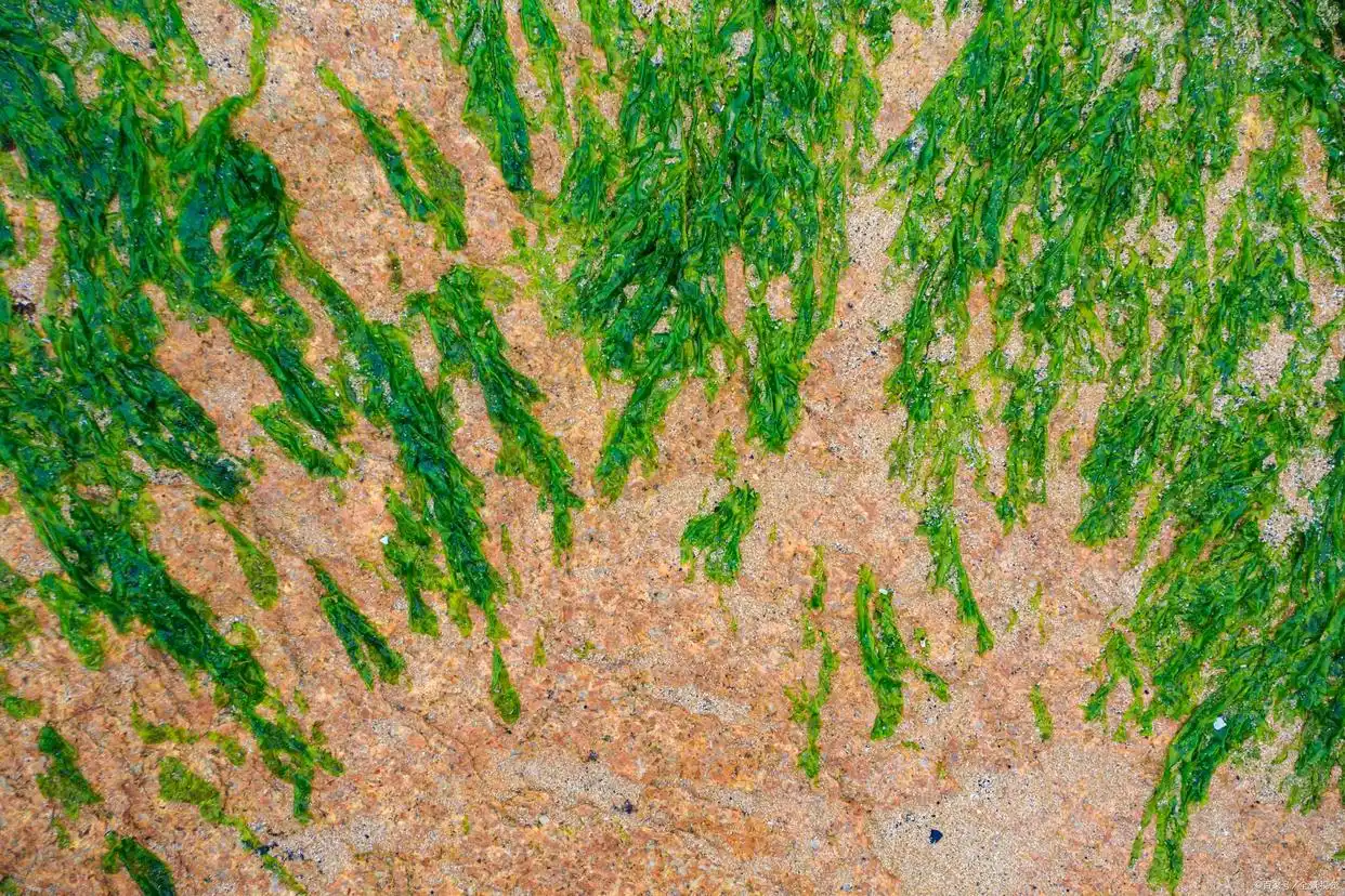 全面认识水草：鱼缸里放水草不一定是好的，有3个弊端你没了解到-派特超人-宠物