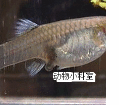 孔雀鱼繁殖技巧_孔雀鱼繁殖箱布置指南_孔雀鱼产仔饲养要求