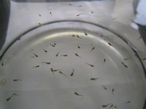 孔雀鱼繁殖箱布置指南_孔雀鱼繁殖技巧_孔雀鱼产仔饲养要求