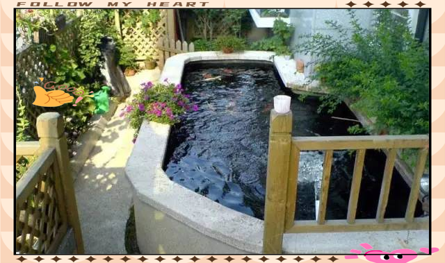 鱼缸长藻对锦鲤的危害及如何防止影响-派特超人-宠物