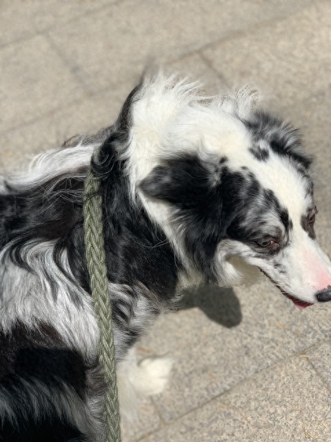 养犬保洁七,清洁肛门-派特超人-宠物