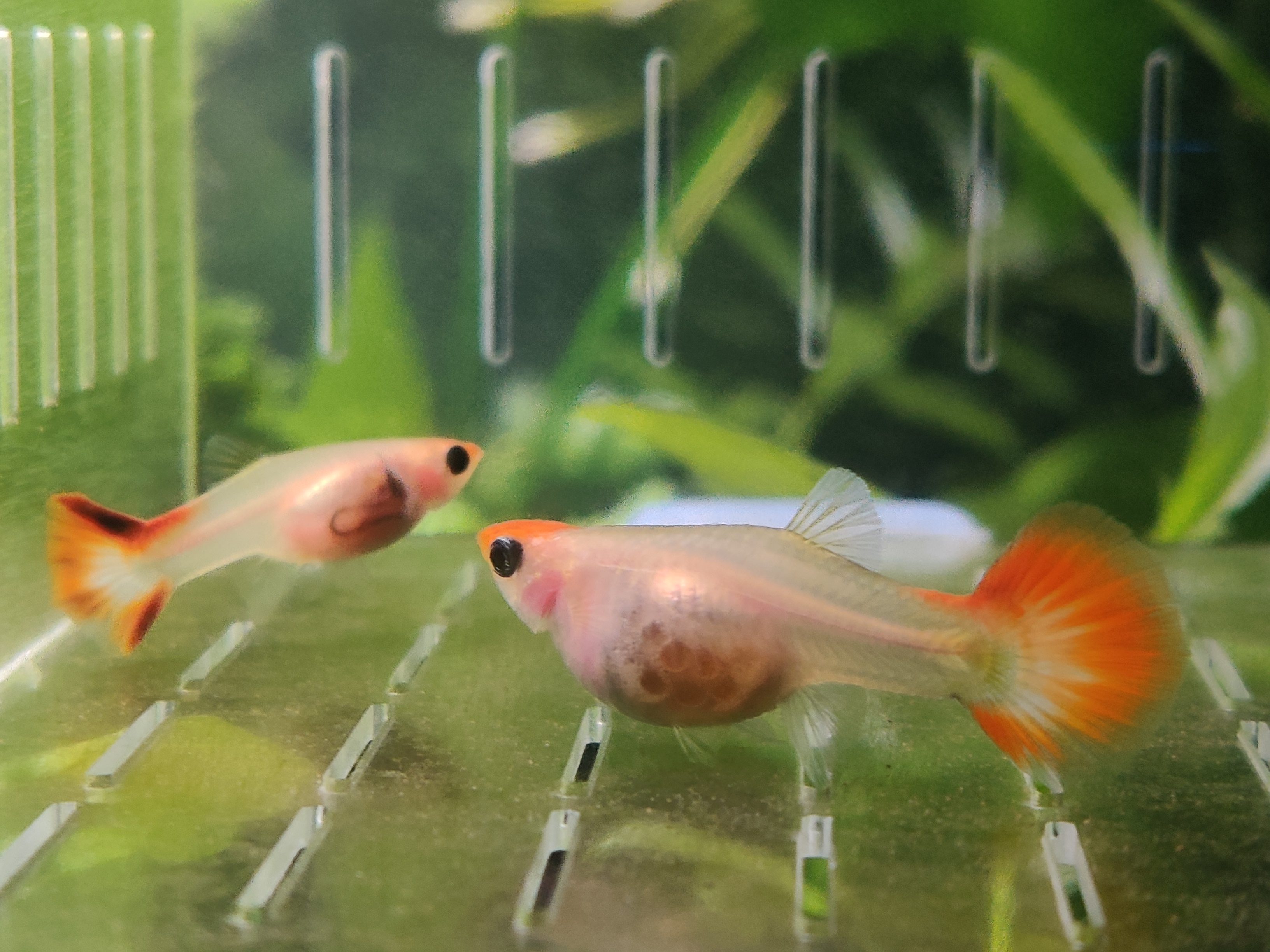 孔雀鱼饲养技巧_孔雀鱼繁殖方法_孔雀鱼繁殖箱布置指南