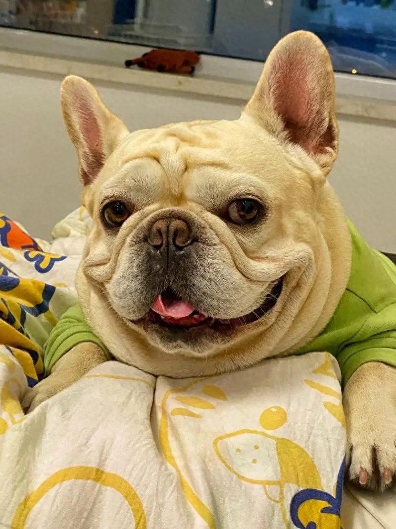 法斗毛发粗糙不再愁,揭秘独家秘籍,秒变光泽小霸王!-派特超人-宠物