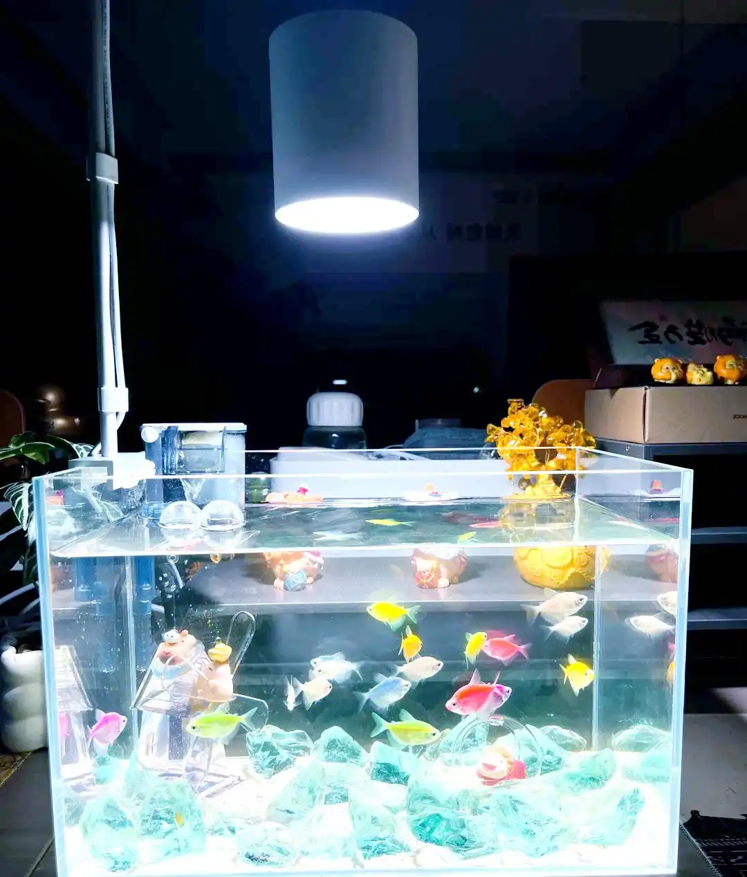 鱼缸清洁四步法_清澈水质维护技巧_鱼缸水质保养的5个常见误区
