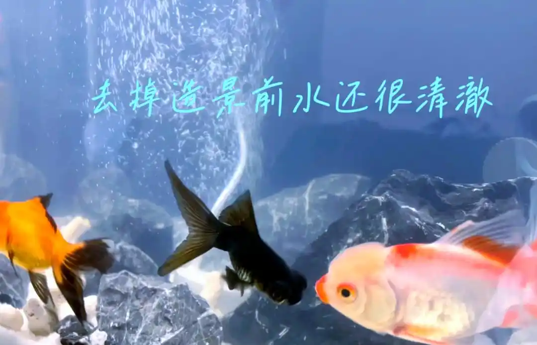 鱼缸清洁四步法_鱼缸水质保养的5个常见误区_清澈水质维护技巧