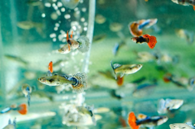 新手如何养好孔雀鱼!从配置到选品-派特超人-宠物