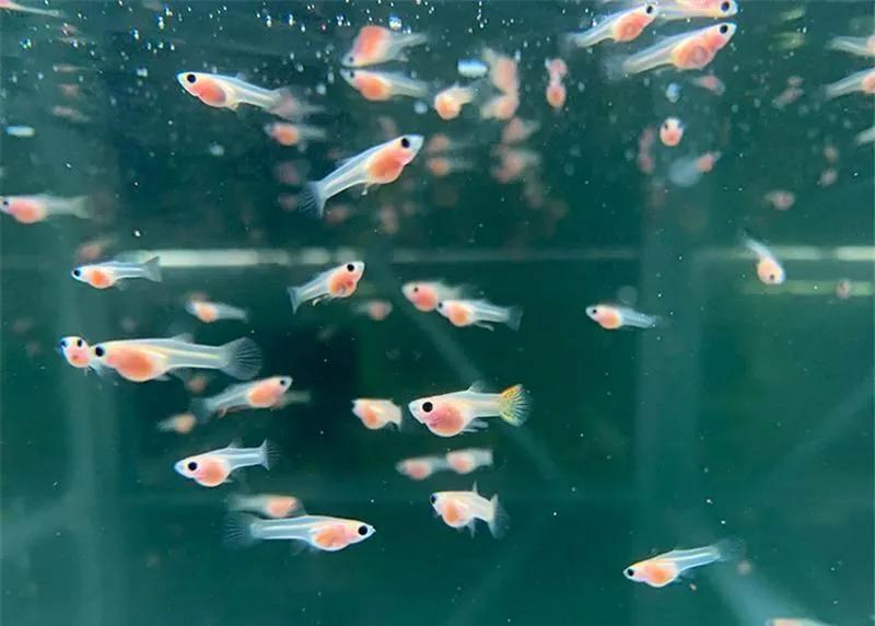 孔雀鱼繁殖管理方案_孔雀鱼专业养殖技巧_孔雀鱼繁殖箱布置指南