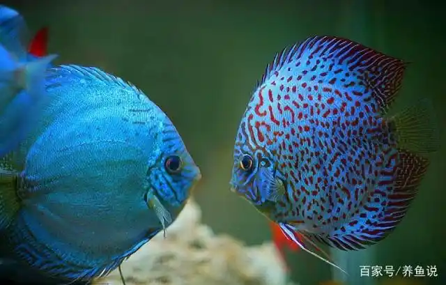 新手养观赏鱼,三大误区,想养好鱼,请避免它们-派特超人-宠物