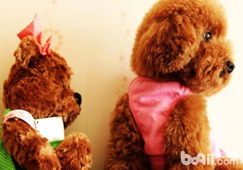 【医疗攻略】狗狗关节脱位处理-派特超人-宠物