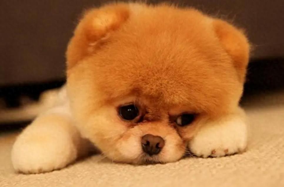 养狗的“15个误区”,爱它,就应该避开这些坑!-派特超人-宠物