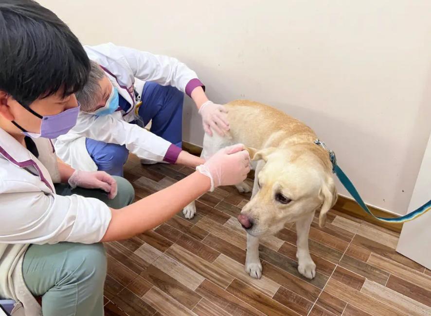 狗狗洗澡频率误区_如何避免狗狗洗澡后感冒_养狗食物误区