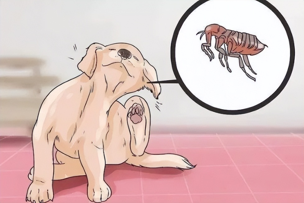 狗狗洗澡频率误区_养狗食物误区_如何避免狗狗洗澡后感冒
