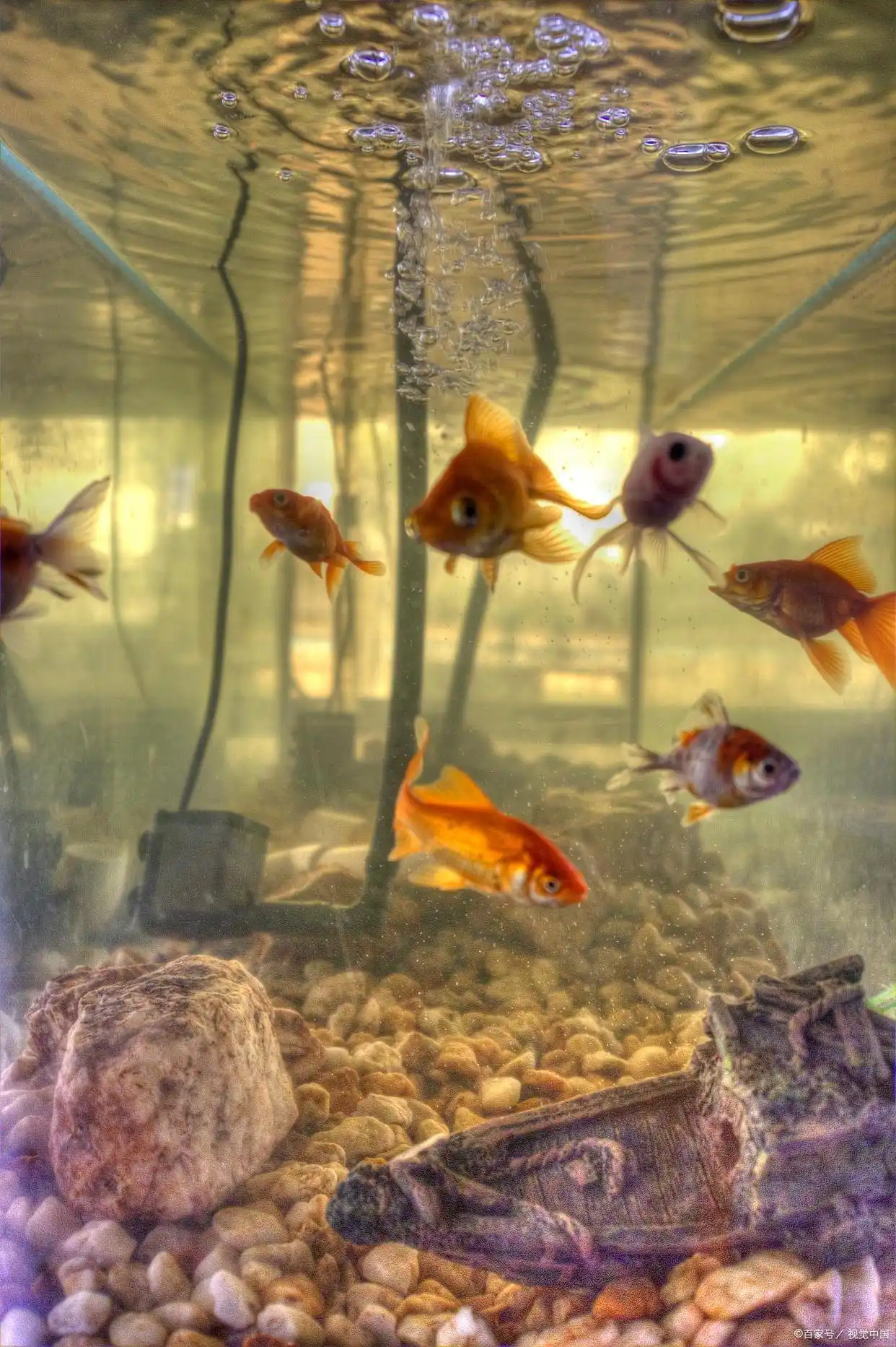 鱼缸水浑浊处理方法_鱼缸水质保养的5个常见误区_鱼缸水质浑浊原因分析