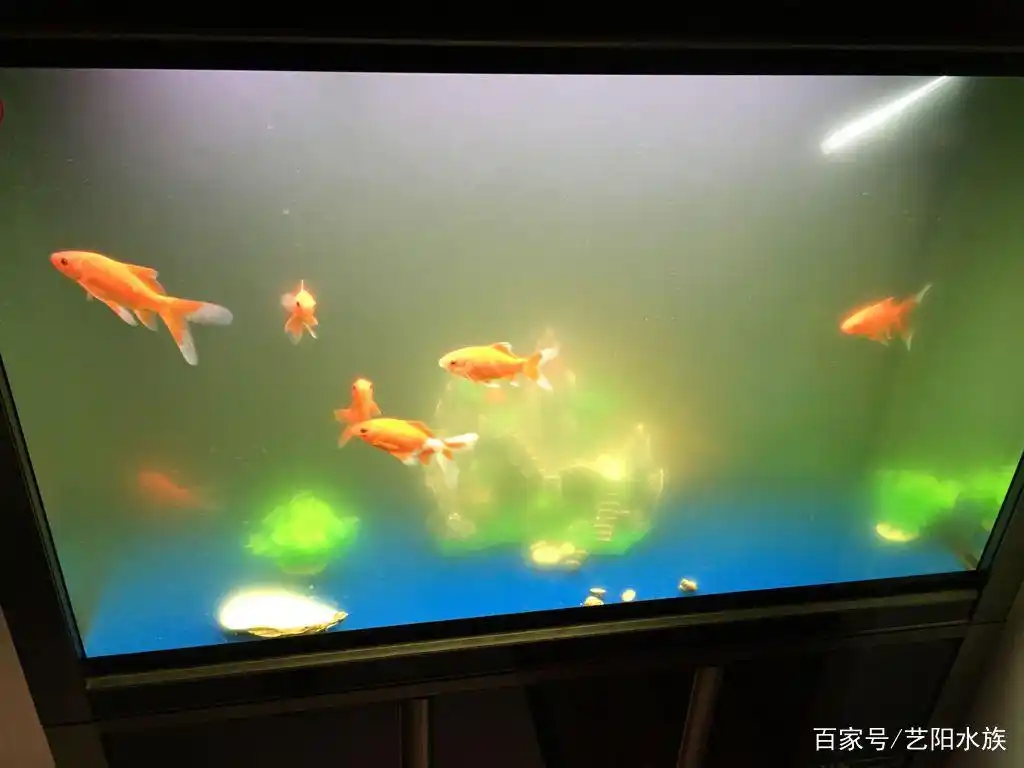 鱼缸水质浑浊原因分析_鱼缸水质保养的5个常见误区_鱼缸水浑浊处理方法