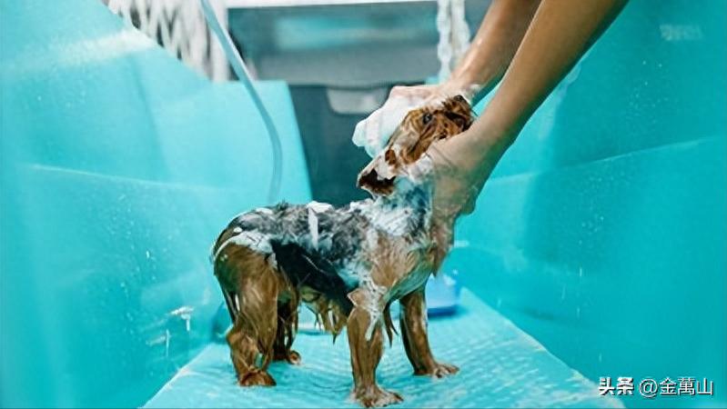 新手养狗不踩坑指南（五）-派特超人-宠物