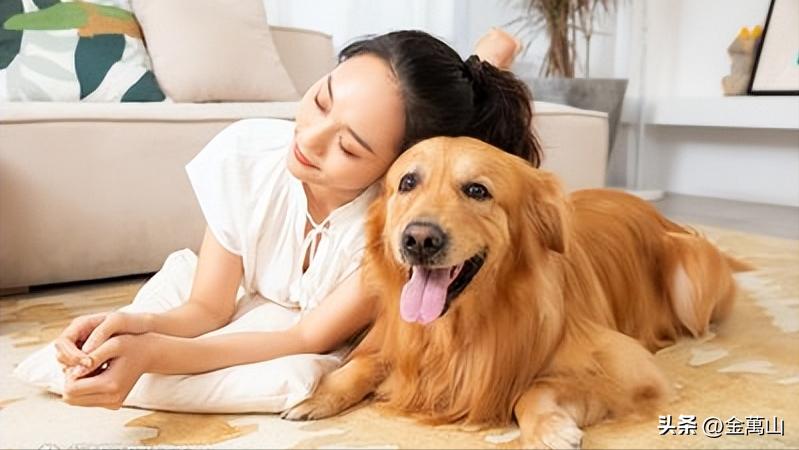 在家宠物美容省钱技巧_精致穷养宠物美容_如何选择适合狗狗的梳子