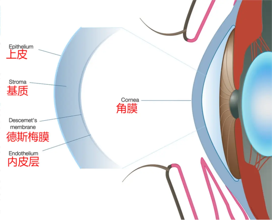 总结犬猫角膜溃疡治疗技术的最新进展-派特超人-宠物