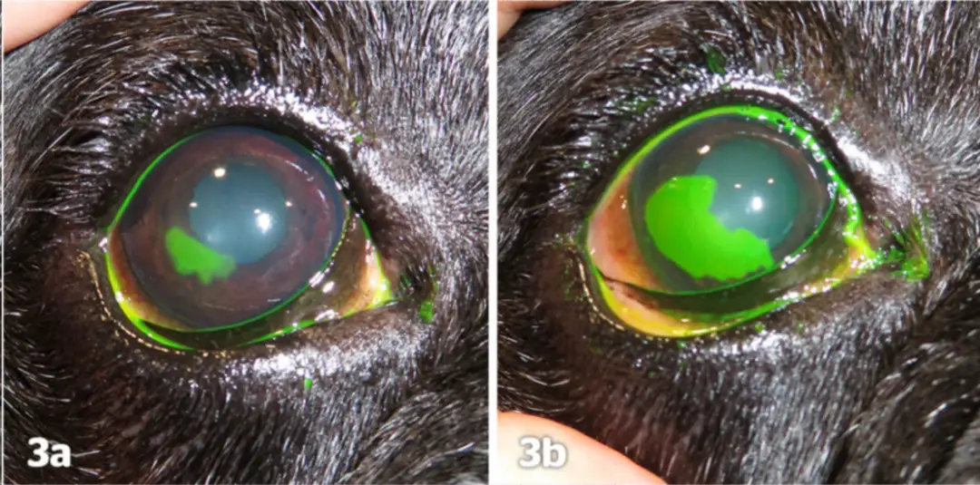 角膜溃疡治疗技术 _猫咪角膜溃疡的治疗_ 角膜溃疡诊断方法 