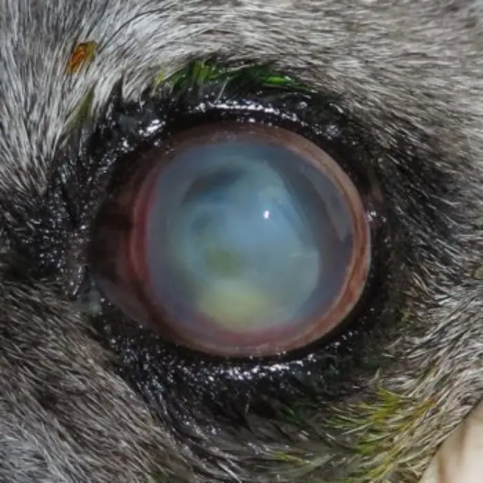 角膜溃疡治疗技术 _猫咪角膜溃疡的治疗_ 角膜溃疡诊断方法 