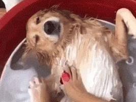 狗狗刚跑完想洗澡，心跳太快有危险，5个时期别碰水？-派特超人-宠物