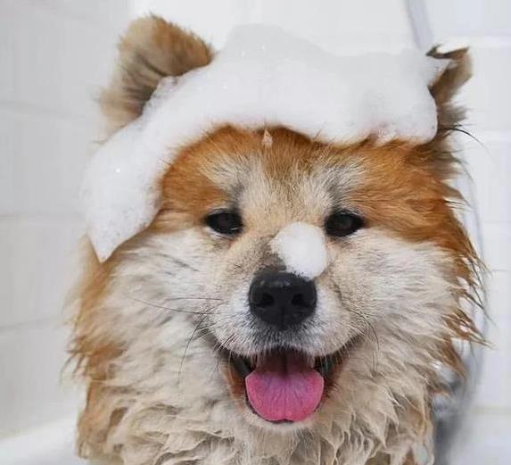 如何避免狗狗洗澡后感冒_狗狗生病洗澡禁忌_狗狗洗澡不宜时机