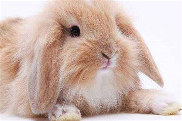 大白熊犬怎么洗澡 大白熊犬洗澡 ***-派特超人-宠物