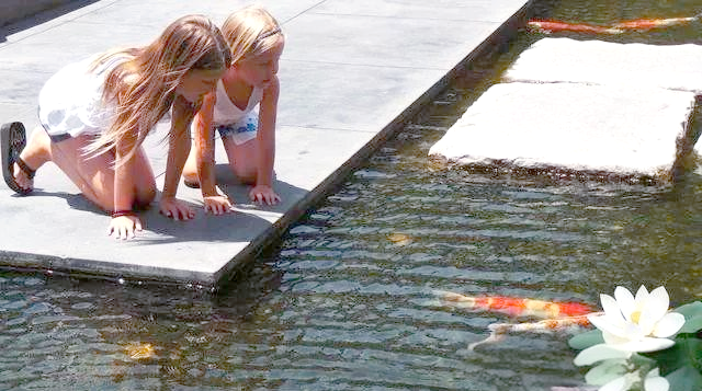 鱼缸长藻对锦鲤健康的影响及预防措施解析-派特超人-宠物