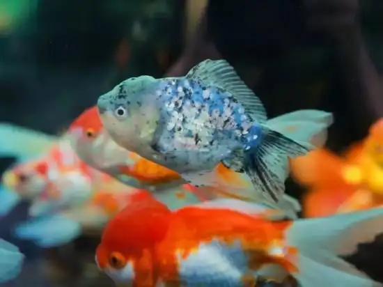 鱼缸水温骤变的应急措施_夏天养鱼注意事项_鱼缸遮阳降温方法